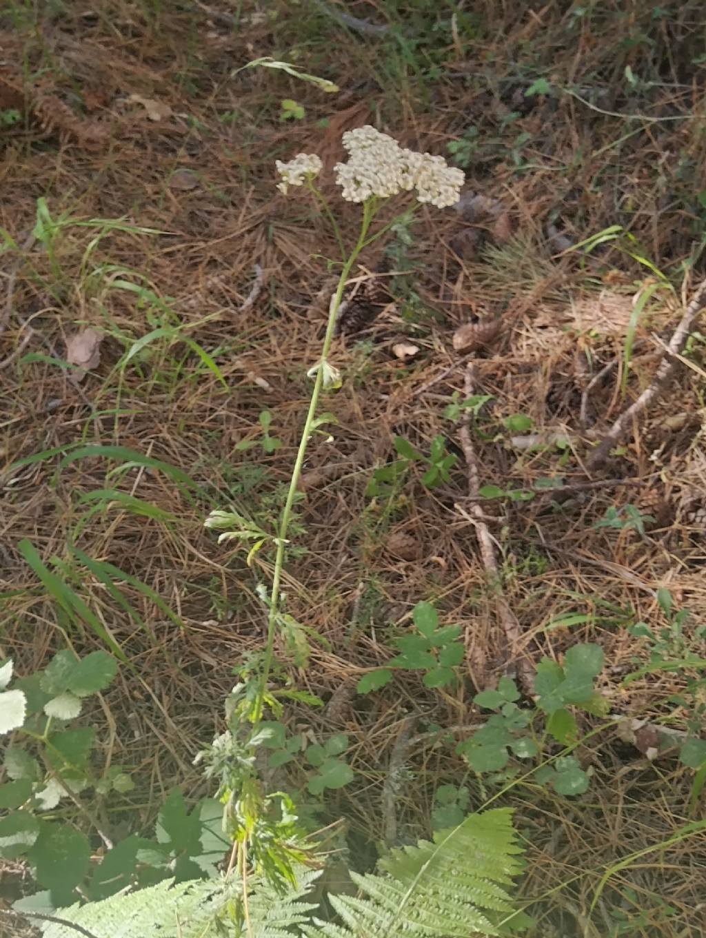 Achillea?